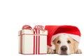 Sweet Santa Claus dog for xmas time Royalty Free Stock Photo