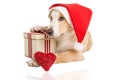 Sweet Santa Claus dog for xmas time Royalty Free Stock Photo