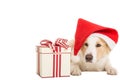 Sweet Santa Claus dog for xmas time Royalty Free Stock Photo