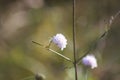 Sweet scabious in bloom closeup view with selective focus on foreground Royalty Free Stock Photo