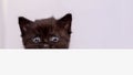 Sweet scared black kitten peeking out from behind the white banner Royalty Free Stock Photo