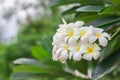 Sweet scent from white Plumeria flower