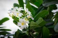 Sweet scent from white Plumeria flower