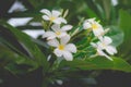 Sweet scent from white Plumeria flower Royalty Free Stock Photo