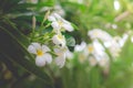 Sweet scent from white Plumeria flowers in the garden Royalty Free Stock Photo