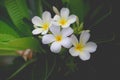 Sweet scent from white Plumeria flowers in the garden