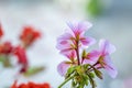 Sweet scented geranium. A geranium stem with several pink flowers Royalty Free Stock Photo