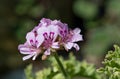 Sweet scented geranium (pelargonium graveolens) flowers Royalty Free Stock Photo