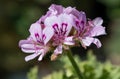 Sweet scented geranium (pelargonium graveolens) flowers Royalty Free Stock Photo