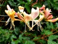 Sweet Scented honeysuckle flowers in Summertime Royalty Free Stock Photo