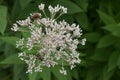 Sweet scented Joe-Pye weed Eupatorium maculatum Snowball, white flowers Royalty Free Stock Photo