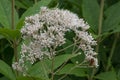 Sweet scented Joe-Pye weed Eupatorium maculatum Snowball, white flowers