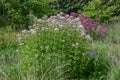 Sweet scented Joe-Pye weed Eupatorium maculatum Snowball white and purple flowering in a garden Royalty Free Stock Photo