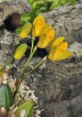 Sweet Scented Lycaste Orchid Royalty Free Stock Photo