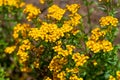 Sweet-Scented Marigold - Tagetes Lucida Royalty Free Stock Photo