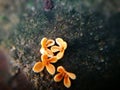 Sweet-scented osmanthus flower lying on the ground