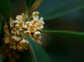 Sweet-scented osmanthus