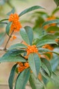 Sweet-scented osmanthus tree