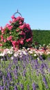 Sweet Scented Young Lavender And Roses