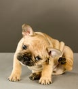 Sweet scratching puppy Royalty Free Stock Photo