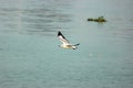 A sweet searing blade flies over the water to catch prey