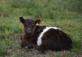 Sweet Shaggy Belted Galloway Calf Resting in Grass