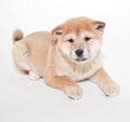 Shiba inu Puppy