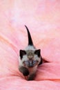 Sweet siamese kitten walking on a pink background with tail up and looking intent Royalty Free Stock Photo