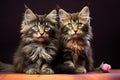 Sweet siblings Maine Coon tortoiseshell kittens, playful and endearing companions