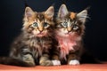 Sweet siblings Maine Coon tortoiseshell kittens, playful and endearing companions