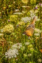 Female Baltimore Oriole in Wild Flowers