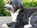 The sweet sitting havanese dog