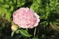 Sweet Sixteen. Peony in the garden. Shot of a peony in bloom works perfectly with the green background. Spring Royalty Free Stock Photo