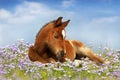 Sweet sleeping bay foal in flowers Royalty Free Stock Photo