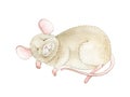 Sweet sleeping little mouse watercolor illustration. Small cartoon mousy hand drawn image. Sleepy cute mouse image isolated on whi