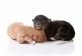 Sweet Sleeping Newborn Puppy Dogs on White Royalty Free Stock Photo