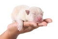 Sweet Sleeping White Newborn Puppy on White Royalty Free Stock Photo