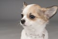 Sweet small chihuahua puppy with glamorous collar