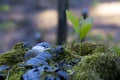 Sweet small eanglish oak, grow on the old  tree trunk Royalty Free Stock Photo