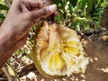 Sweet small jack fruit in Sri Lanka Royalty Free Stock Photo