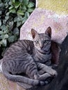 Sweet small vild street cat of india