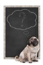 Sweet smart pug puppy dog sitting in front of blackboard with chalk question mark in thought bubble, Royalty Free Stock Photo