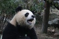 Close-up Giant Panda Fluffy Face , China