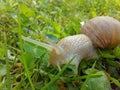 Sweet snail in green grass