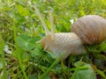 Sweet snail in green grass