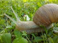 Sweet snail in green grass