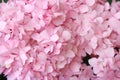 sweet soft pink hydrangea flowers bouquet background.