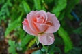 Sweet soft pink rose on nature background