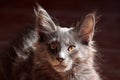 A sweet some months old norwegian forest cat kitten with beautiful brown eyes Royalty Free Stock Photo