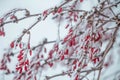 Barberry in winter day
